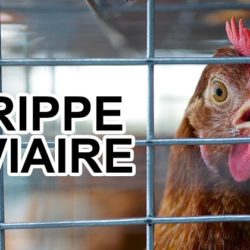 Grippe aviaire