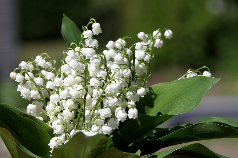 Le muguet