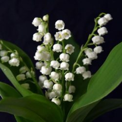 Un premier sans muguet