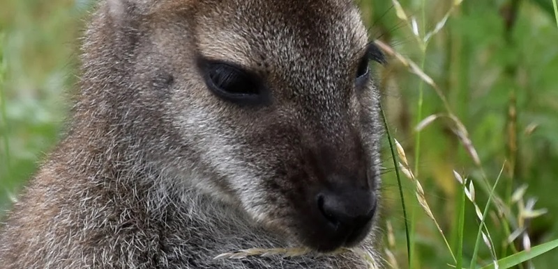 Elevés dans le respect et le bien être, nos wallabies mâles sont disponibles à la vente, sous certaines conditions. Les wallabies ne sont pas des animaux de compagnie, ils restent sauvages et il est primordiale de respecter leur mode de vie.