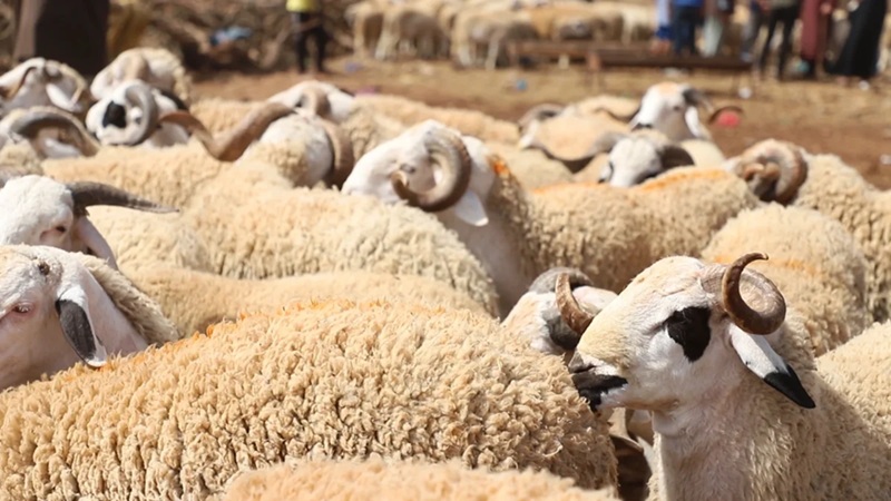 Aïd Al-Adha Importation de 100.000 moutons australiens