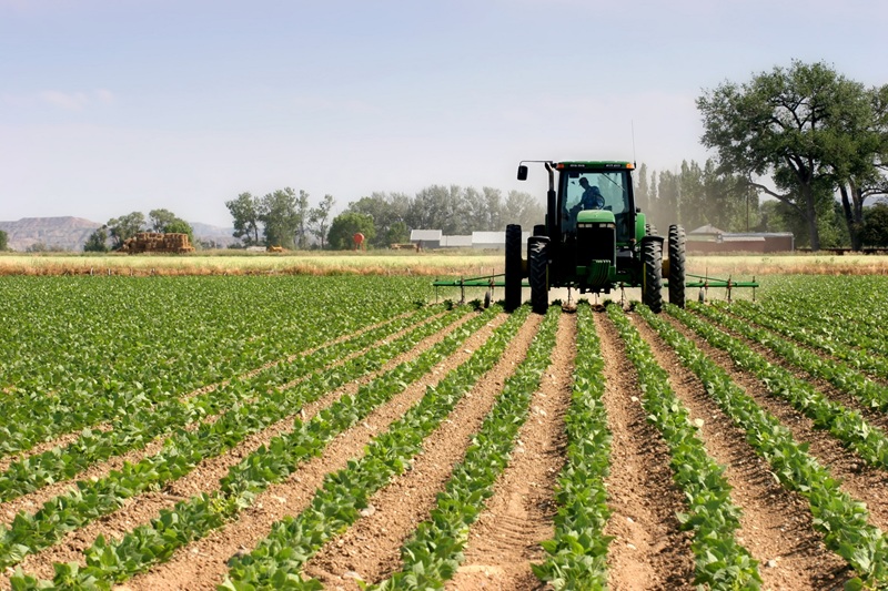 L'Agriculture au Maroc Un Pilier de l'Économie et de la Société