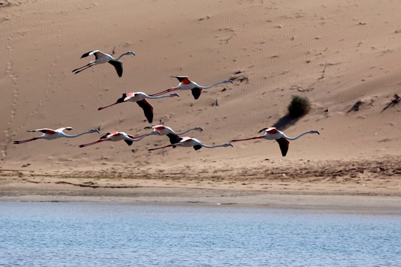 Le Parc National de Souss-Massa Un Sanctuaire Naturel au Sud du Maroc