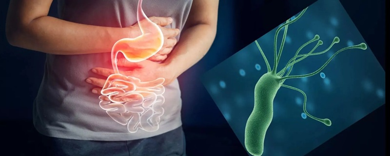 Helicobacter pylori au Maroc Une prévalence élevée et des enjeux de santé publique