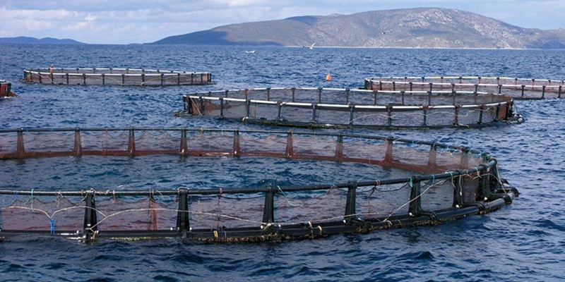 Lancement de la Construction d’une Ferme Aquacole à Safi par le Groupe Norvégien Alta Mar