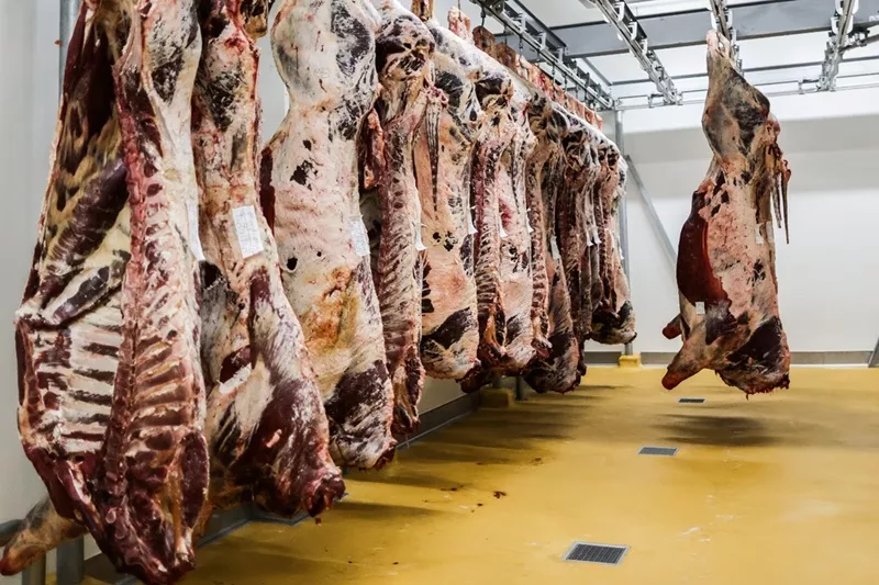 Le Port de Casablanca Accueille le Shorthorn Express Une Opération Stratégique pour l’Approvisionnement en Viande Rouge du Maroc