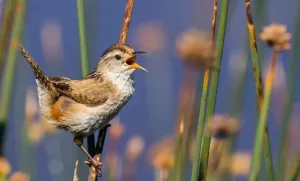 Rapport d'Observations d'Oiseaux au Maroc