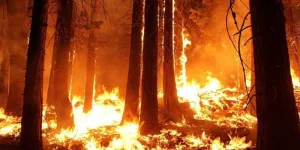 Risques d’incendies l’ANEF lance un appel à la vigilance face à la menace croissante de feux de forêts