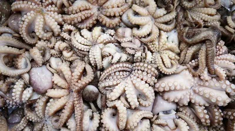 Lancement officiel de la campagne estivale de pêche du poulpe sur l’ensemble du littoral