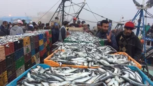 Sidi Ifni Une initiative pionnière pour une pêche au poulpe plus durable