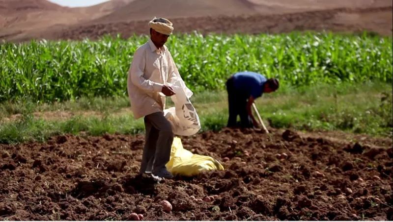 Agriculture durable ces initiatives marocaines qui changent la donne