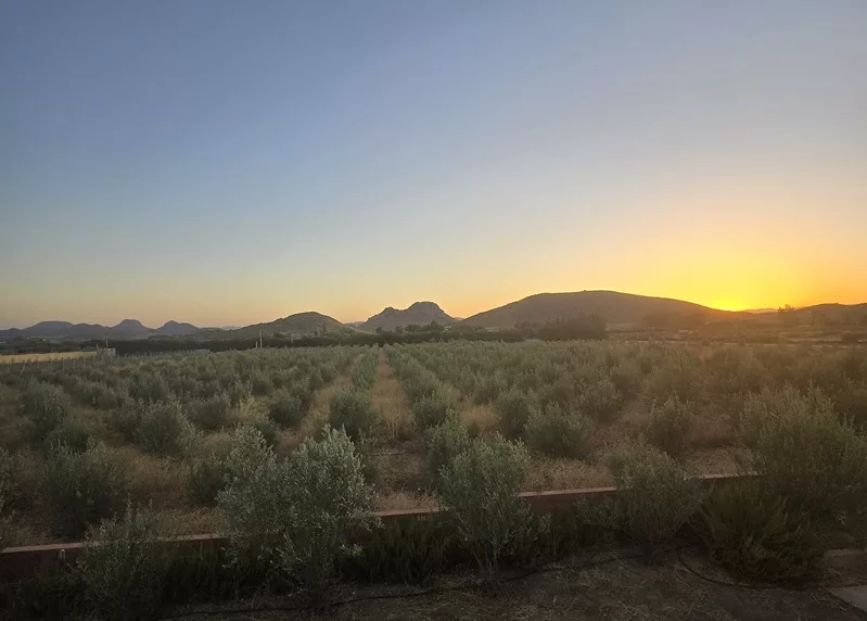 Propriété avec oliviers à vendre à Amghass